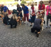 Therapy Dogs Help Students In Their Return To Marjory Stoneman Douglas High School